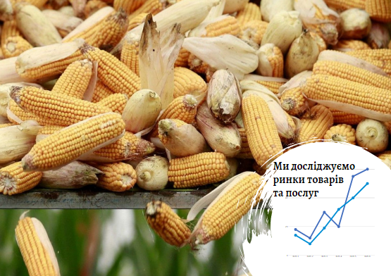 Рынок продуктов переработки кукурузы в Украине: пространство для развития в наличии